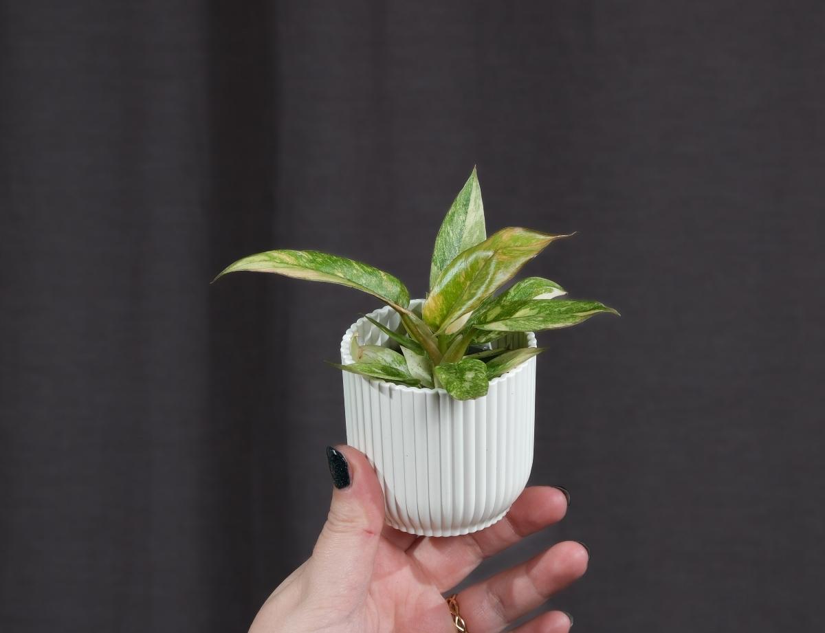 Baby Philodendron Ring of Fire in a white pot