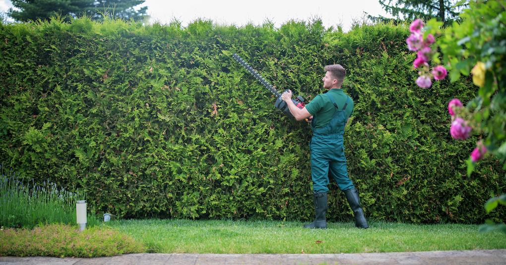 Man trims a hedgerow with hedge trimmer.