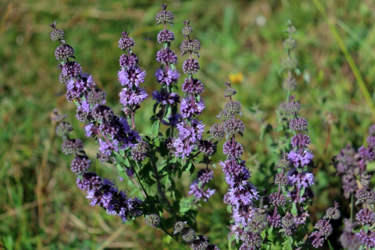 purple pennyroyal plants