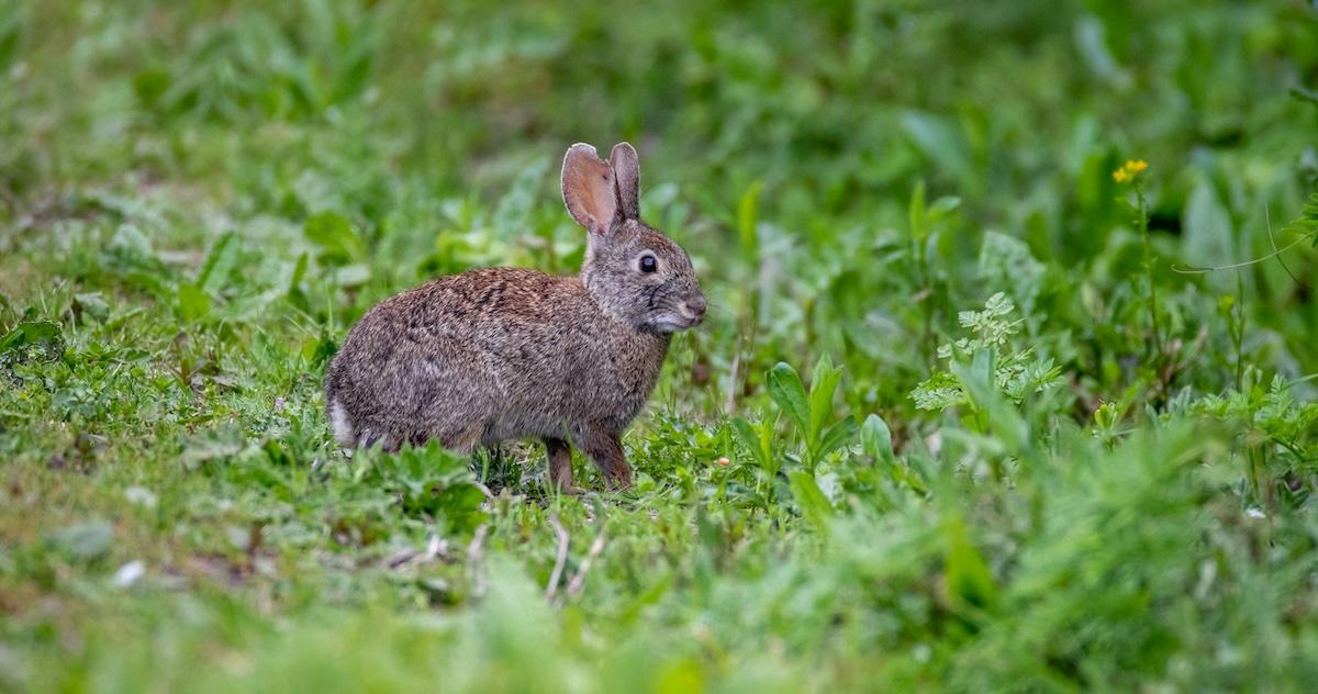 rabbit in grass