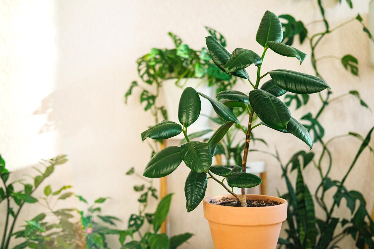 Rubber plant in terra cotta pot