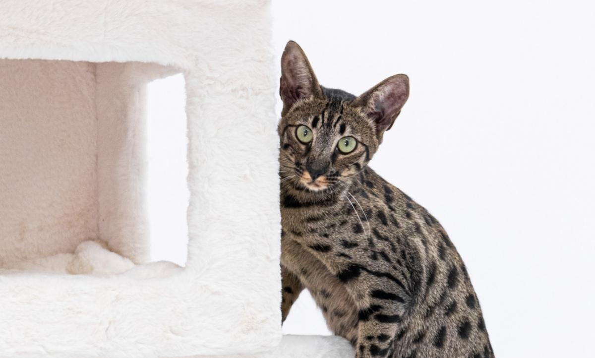 Gray and black Savannah cat by a white cat tree