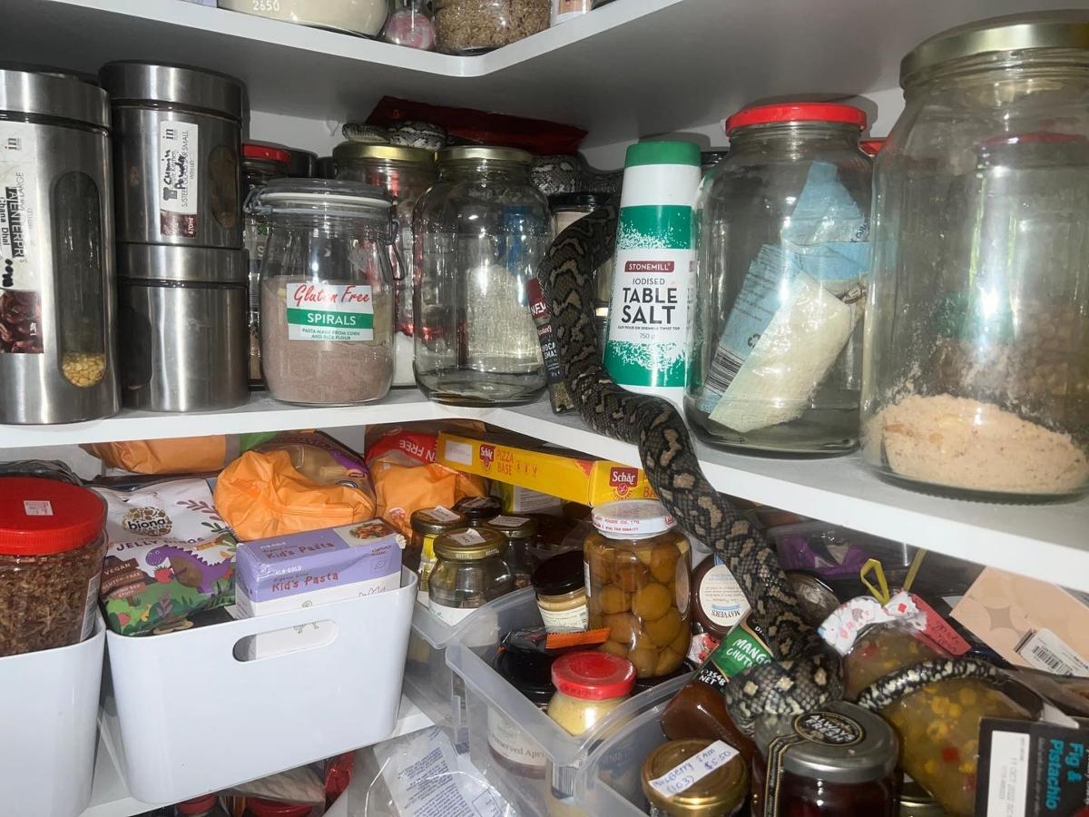 Snake among pantry jars.