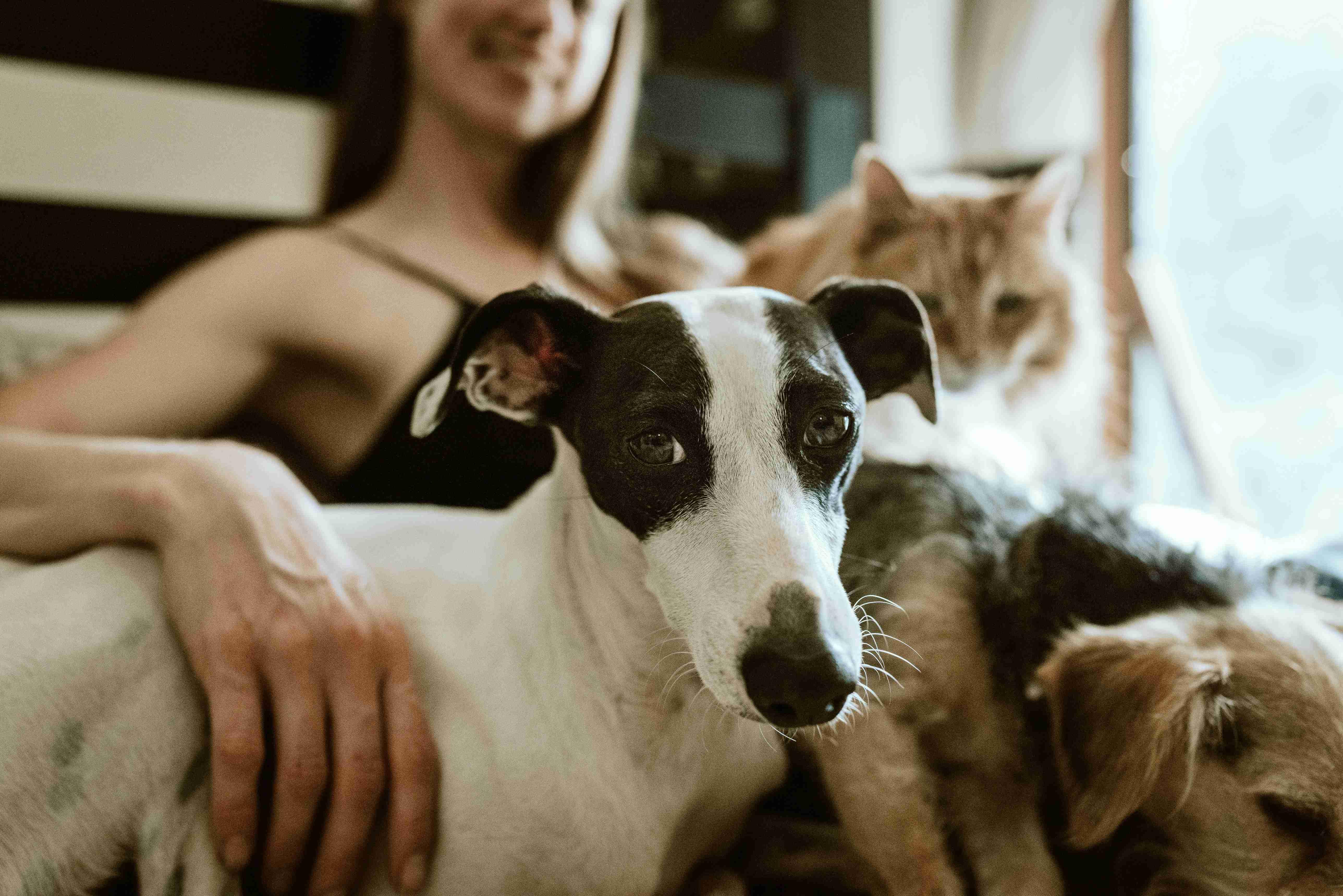 A woman sits on the couch with her two companion dogs and cat.