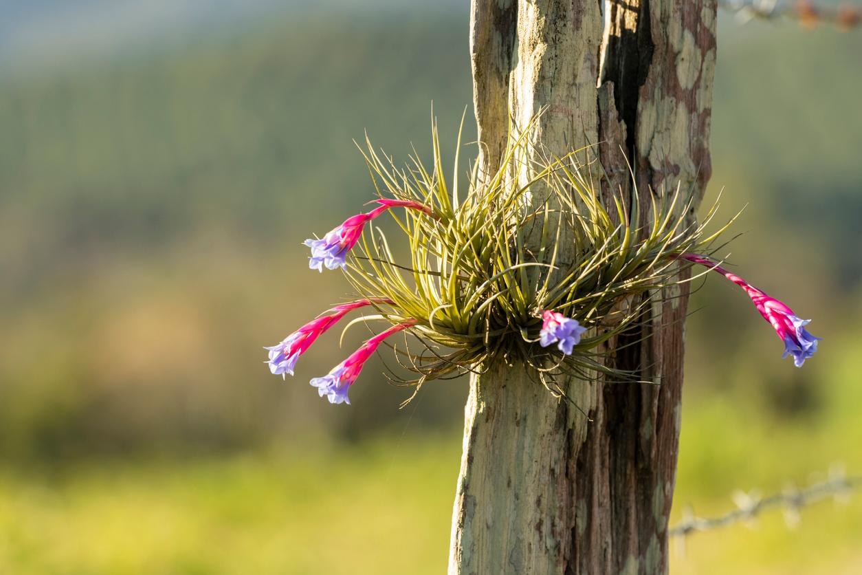 Flowering air plant growing out of tree trunk