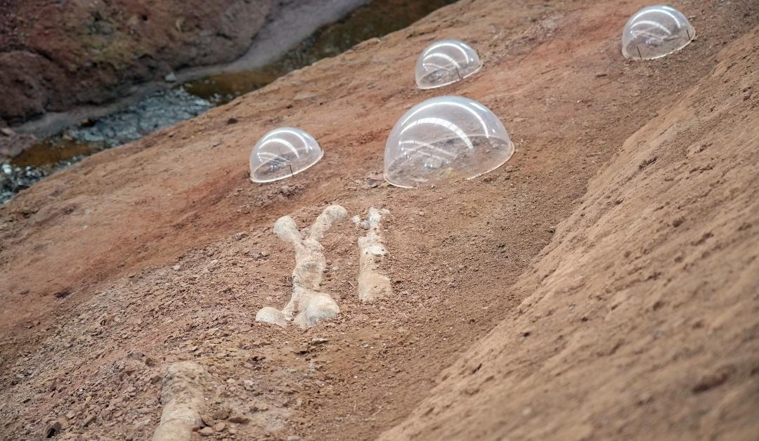  Dinosaur bones at the Tsintosaurus fossil site at the Laiyang Cretaceous National Geopark in Yanta in 2023