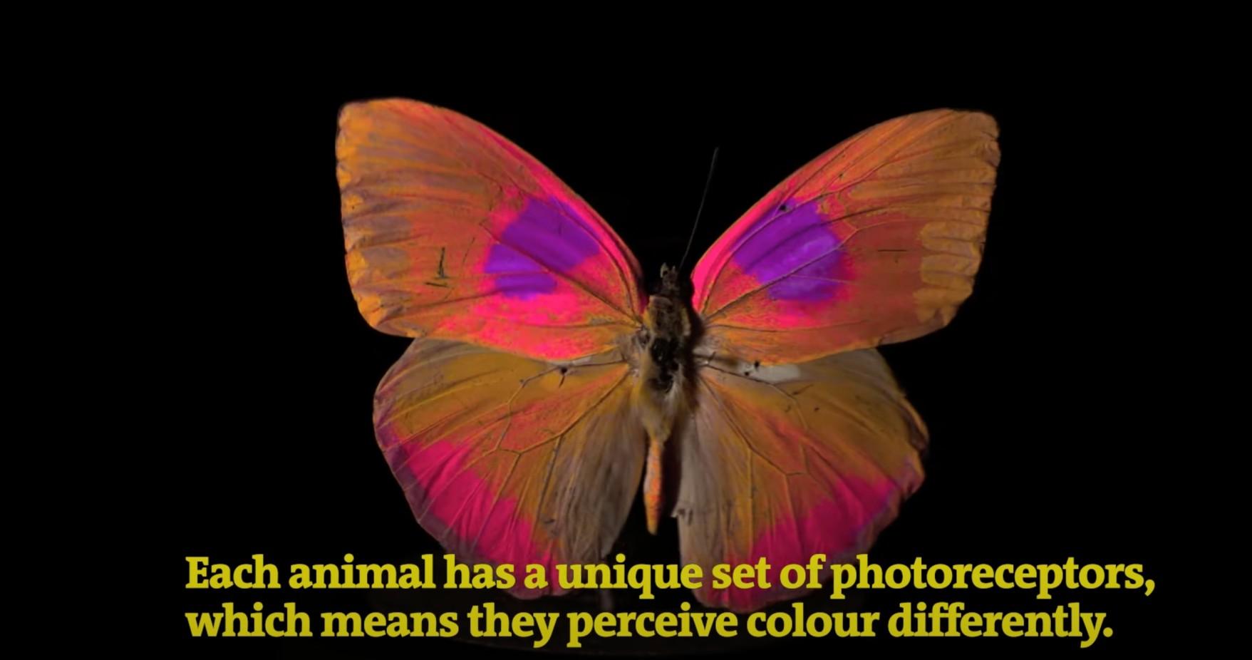 A butterfly is viewed through new technology that depicts different colors than how humans perceive them.