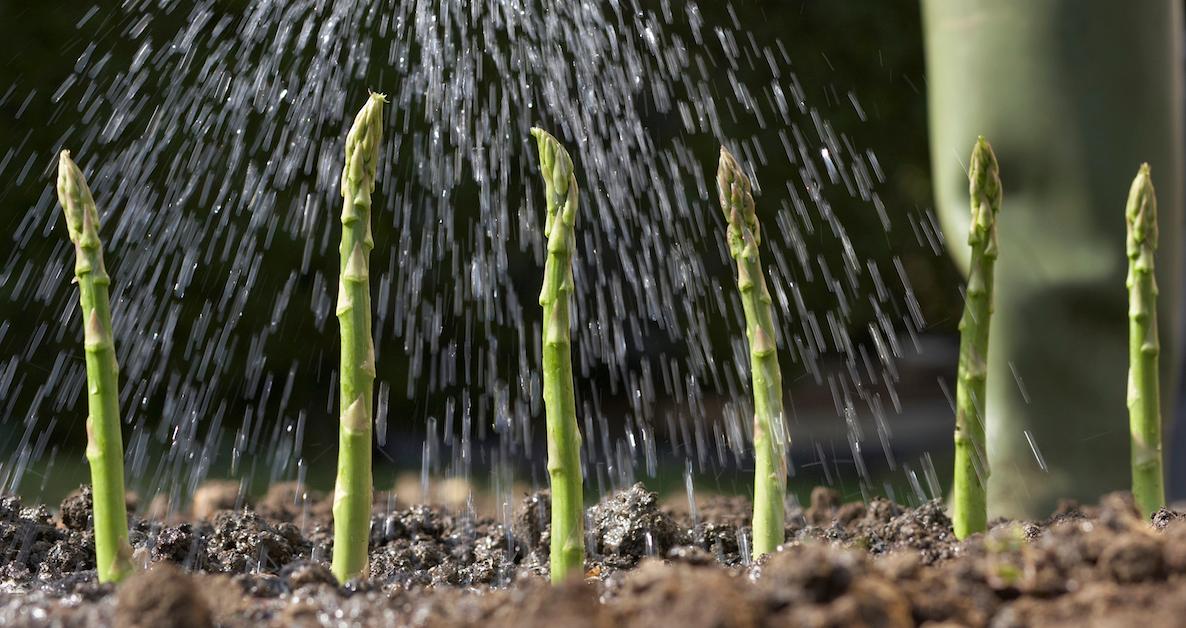What garden plants need lime?
