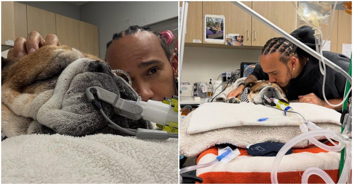 What Happened to Lewis Hamilton’s Dog Roscoe? About His Condition