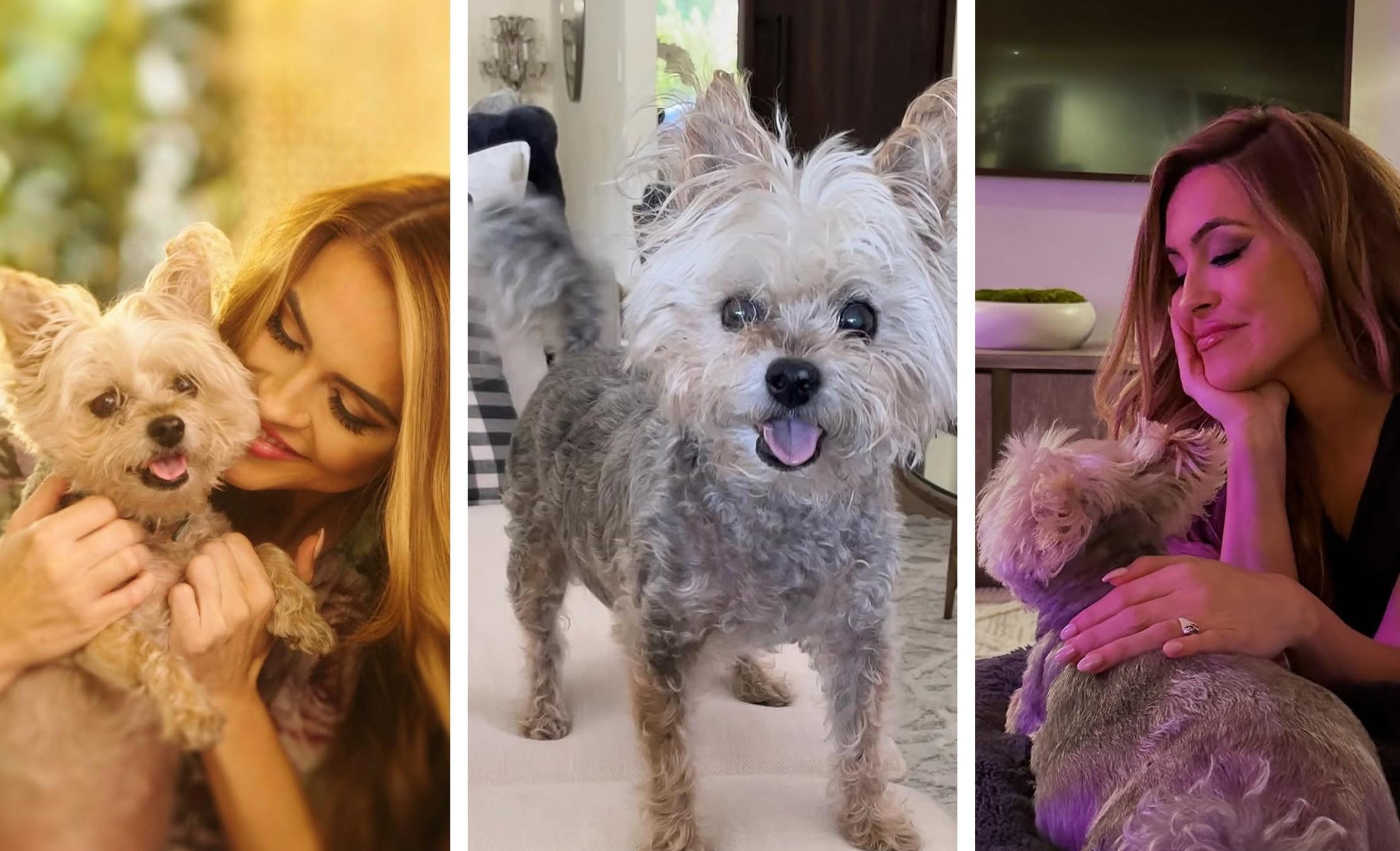 Three photos depict Chrishell Stause with her dog, Gracie.
