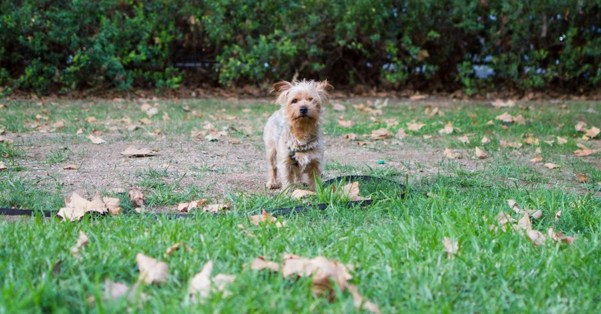 Small Yorkshire terrier in the grass with a leash on.