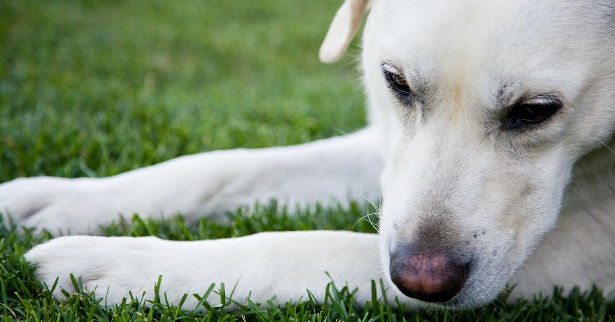 What to do with dog poop