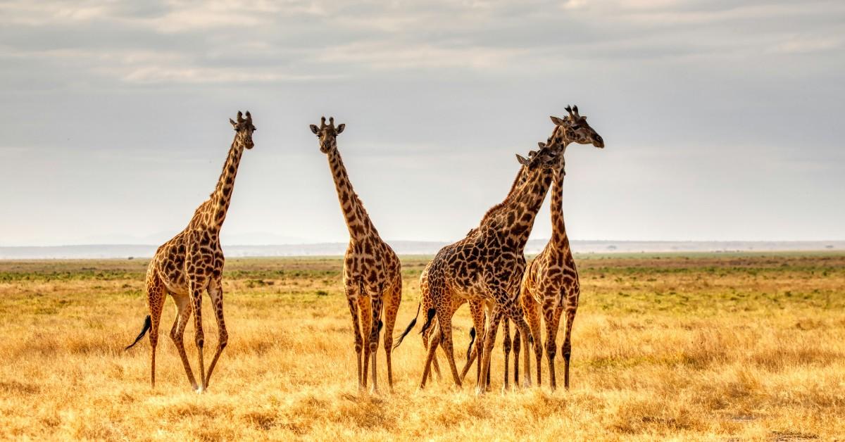 A group of giraffes walk through an open plain 