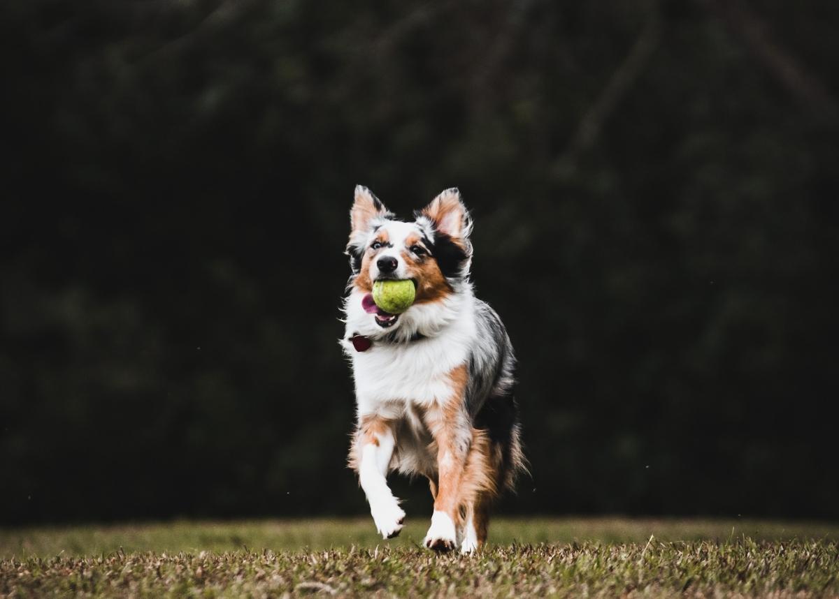 Dog running with a tennis ball