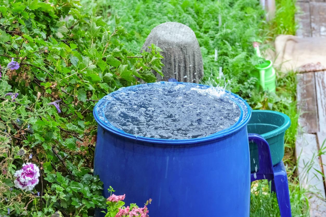 Blue rain barrel in a vibrant, green garden