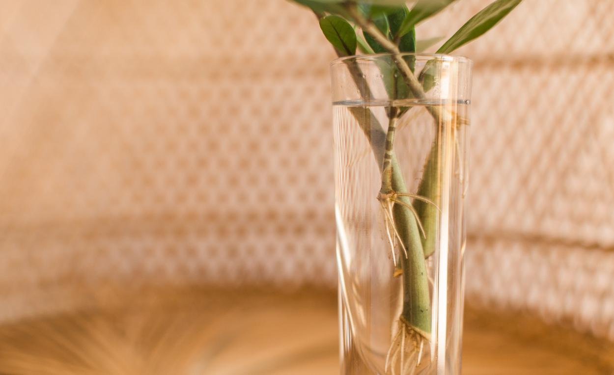 ZZ plant propagating in jar with water