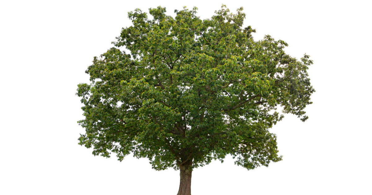 A beech tree grows against a stark white backdrop 