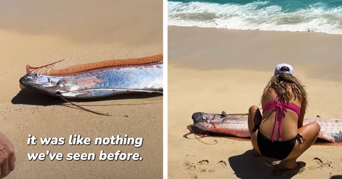 Closeup of a rare oarfish as it lays on the sand after coming out of the ocean