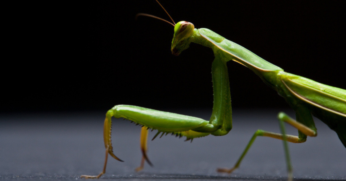Closeup of a praying mantis