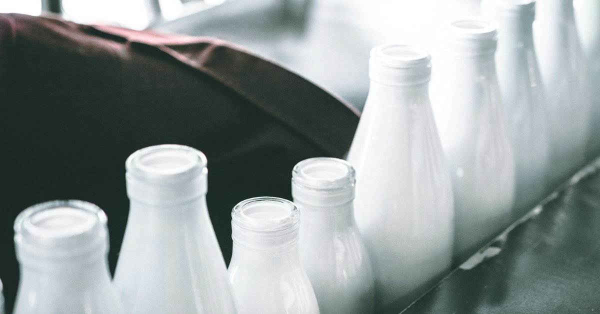 Glass milk jugs are lined up with white milk